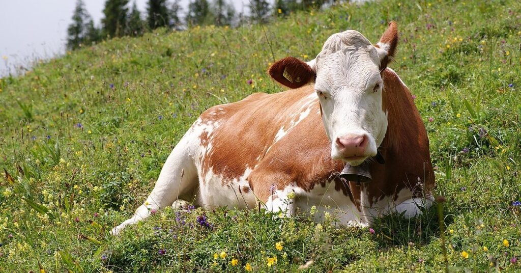 A brown and white cow laying in the grass. The cow has a bell around its neck and is looking directly at the camera. The cow is surrounded by green grass and a few wildflowers.