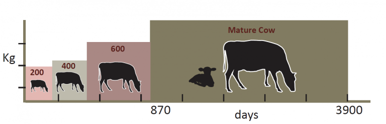 A line graph showing the growth of a cow over time, in kilograms. The x-axis is labeled "Days" and the y-axis is labeled "Weight (kg)". The graph starts at 0 kg and increases to 3900 kg over 870 days. The graph also includes a label for "Mature Cow" at 600 kg.